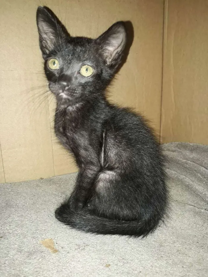 Gato ra a Misturada  idade 2 a 6 meses nome Não tem 