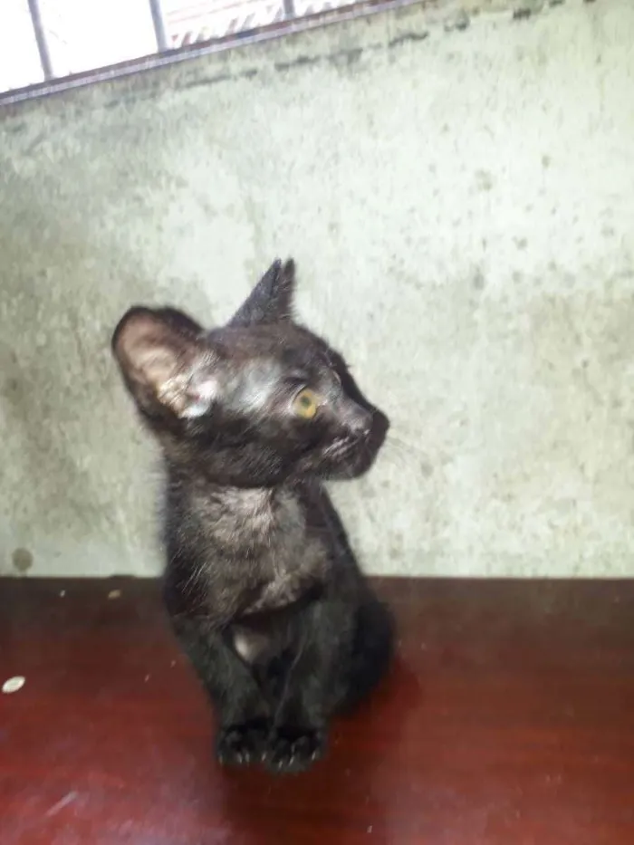 Gato ra a Misturada  idade 2 a 6 meses nome Não tem 