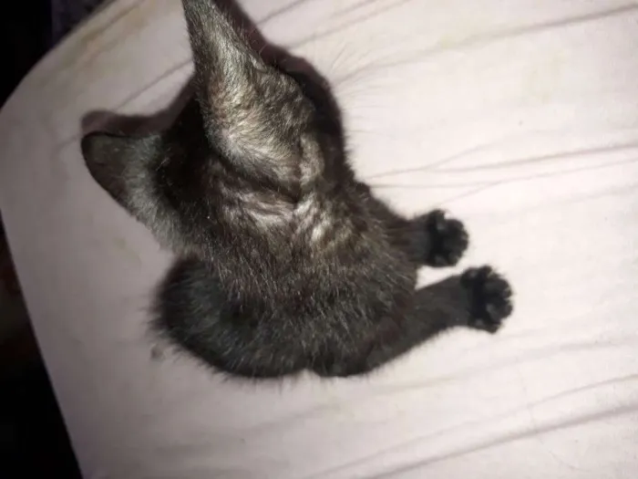 Gato ra a Misturada  idade 2 a 6 meses nome Não tem 
