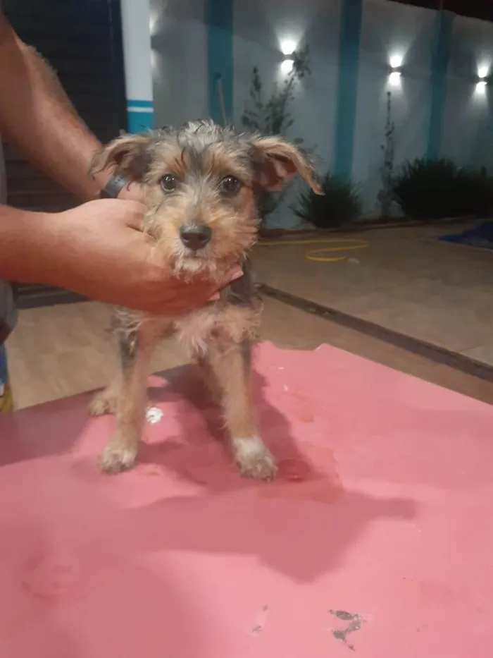 Cachorro ra a Sem raça definida idade 2 a 6 meses nome Sem nome