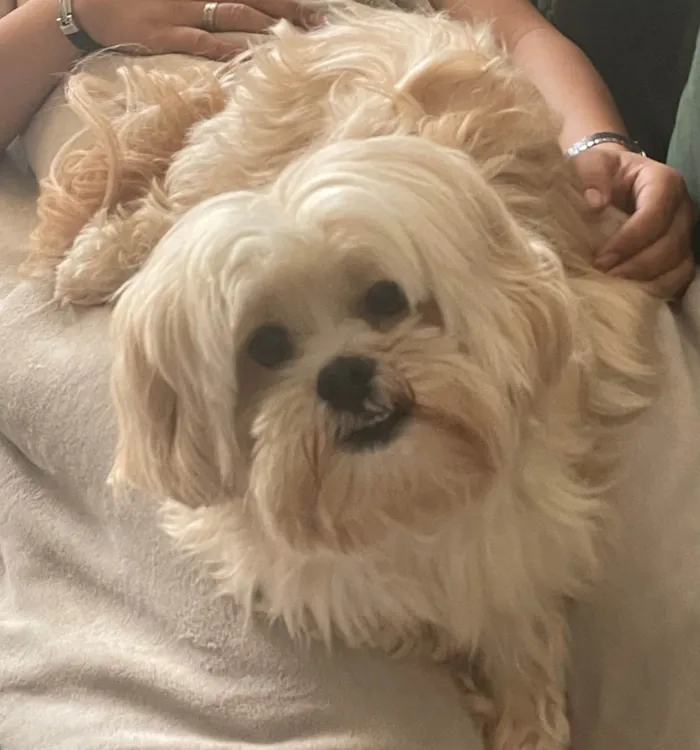 Cachorro ra a Lhasa idade 6 ou mais anos nome Chico Tobias