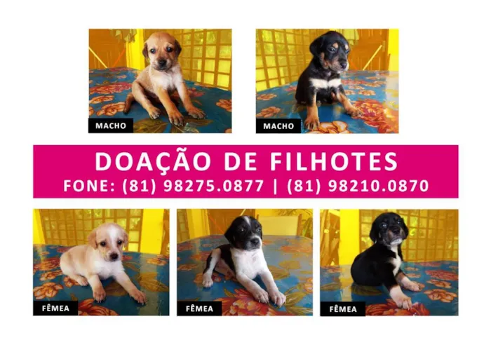 Cachorro ra a Vira Lata idade Abaixo de 2 meses nome Sem nome