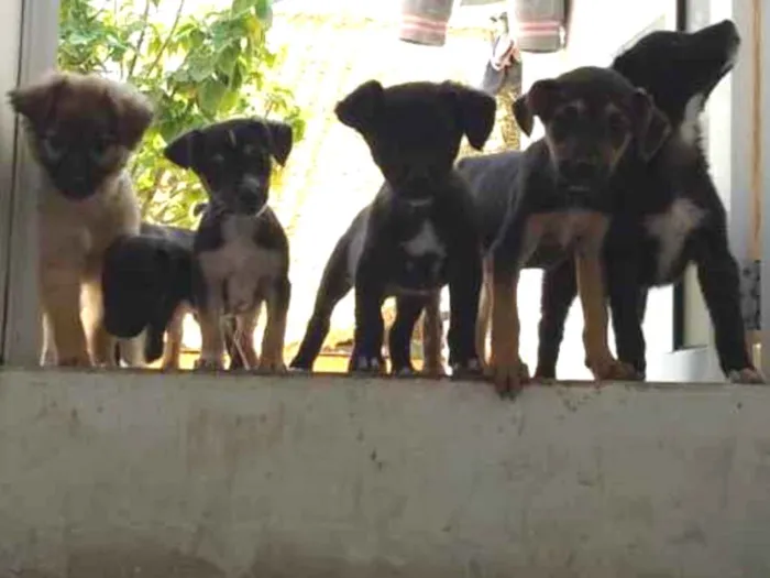 Cachorro ra a Srd idade 2 a 6 meses nome Vários 