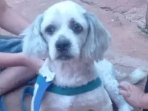 Cachorro raça Shitzu  idade 2 anos nome Não sei 