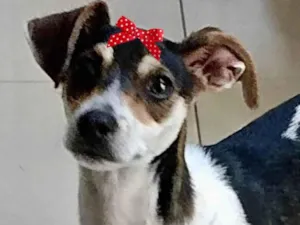 Cachorro raça Mestiça  idade 7 a 11 meses nome Pipoca 