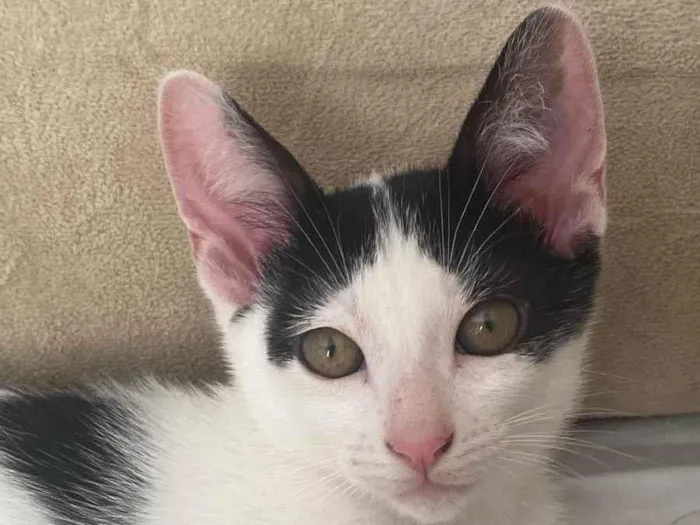 Gato raça Srd idade 2 a 6 meses nome Joca