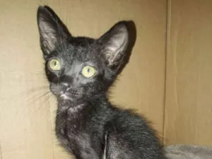 Gato raça Misturada  idade 2 a 6 meses nome Não tem 