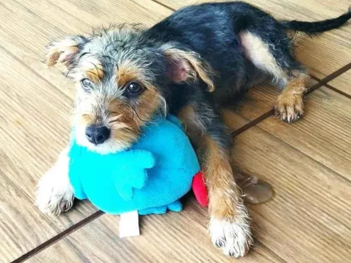 Cachorro ra a Sem raça definida idade 2 a 6 meses nome Sem nome