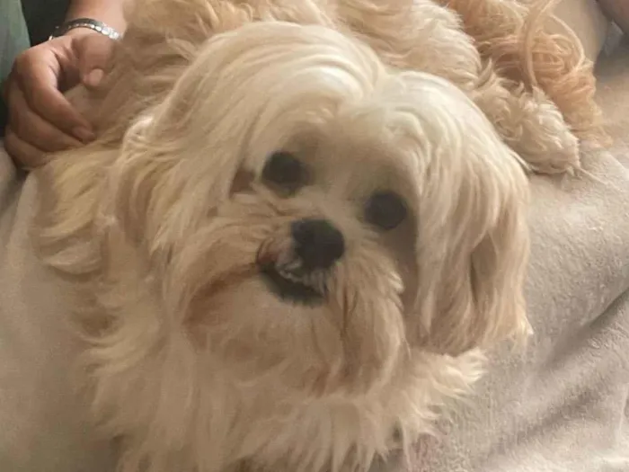 Cachorro ra a Lhasa idade 6 ou mais anos nome Chico Tobias