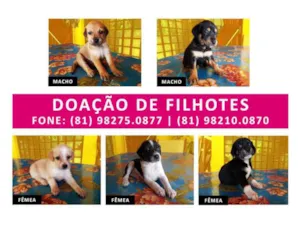 Cachorro raça Vira Lata idade Abaixo de 2 meses nome Sem nome