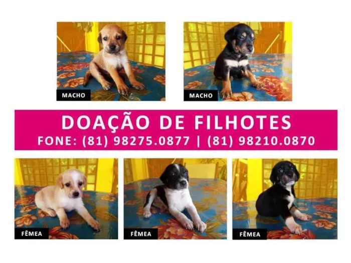 Cachorro ra a Vira Lata idade Abaixo de 2 meses nome Sem nome