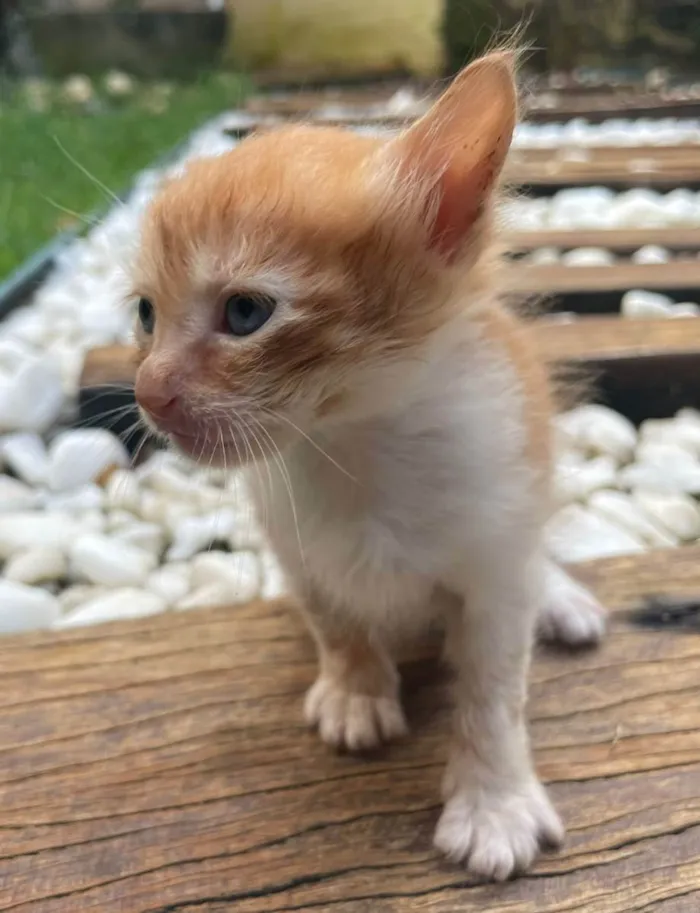 Gato ra a SRD idade Abaixo de 2 meses nome Zeus 