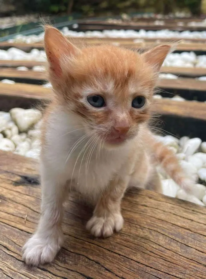 Gato ra a SRD idade Abaixo de 2 meses nome Zeus 