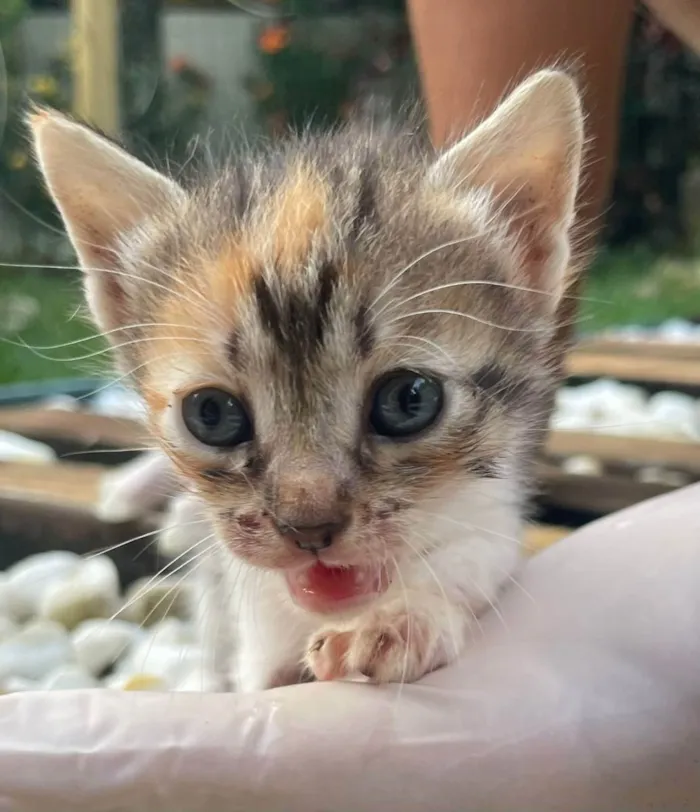 Gato ra a SRD idade Abaixo de 2 meses nome Irma