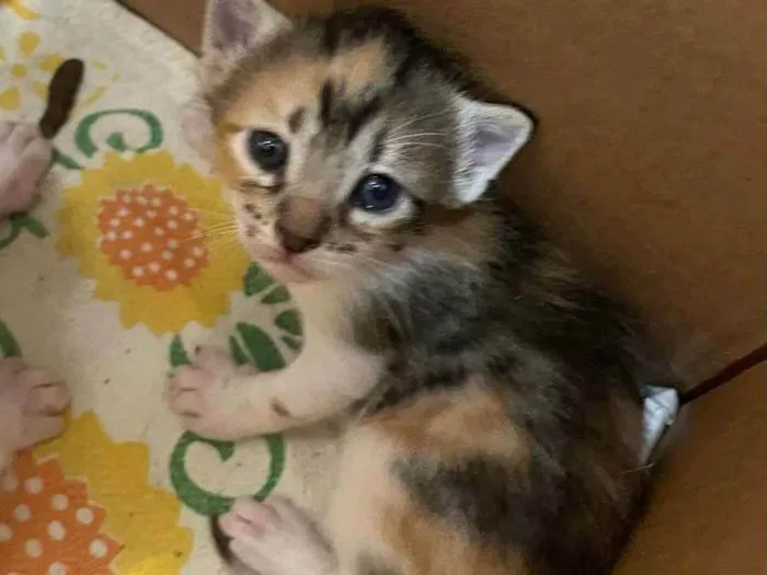 Gato ra a SRD idade Abaixo de 2 meses nome Irma