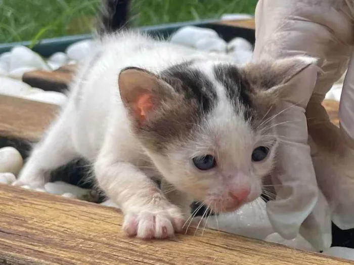 Gato ra a SRD idade Abaixo de 2 meses nome NAI