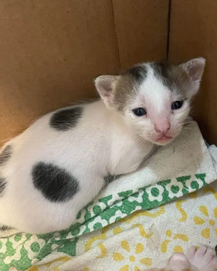 Gato ra a SRD idade Abaixo de 2 meses nome NAI