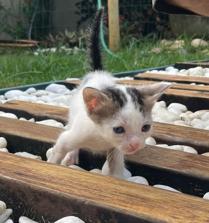 Gato ra a SRD idade Abaixo de 2 meses nome NAI