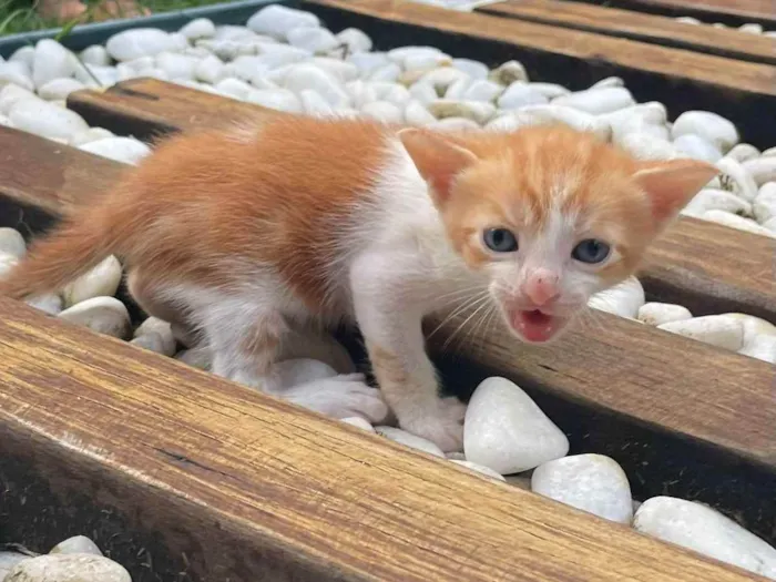 Gato raça SRD idade Abaixo de 2 meses nome Insta