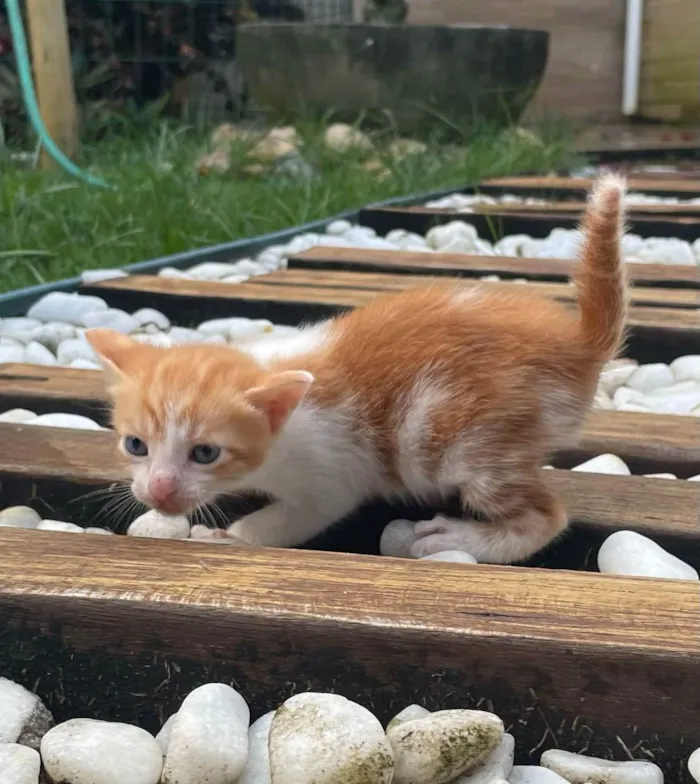 Gato raça SRD idade Abaixo de 2 meses nome Insta