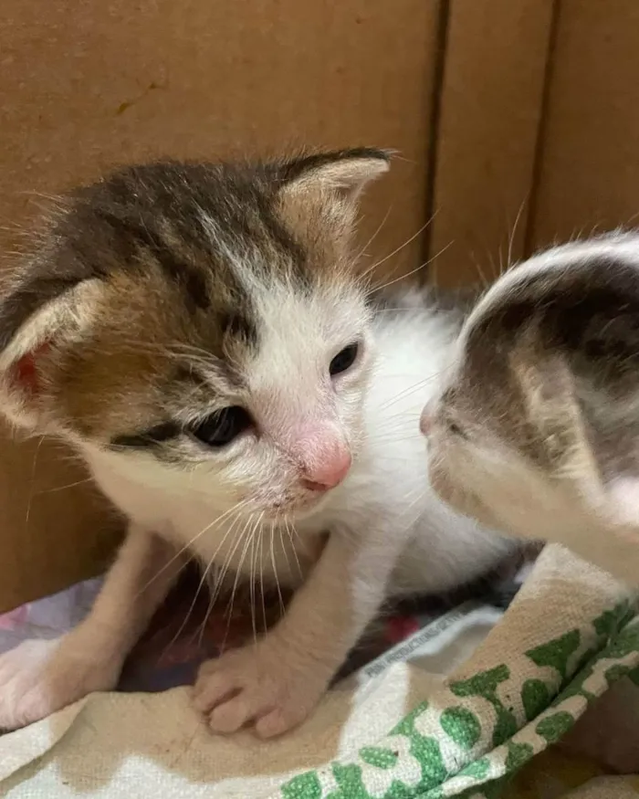 Gato raça SRD idade Abaixo de 2 meses nome Tider