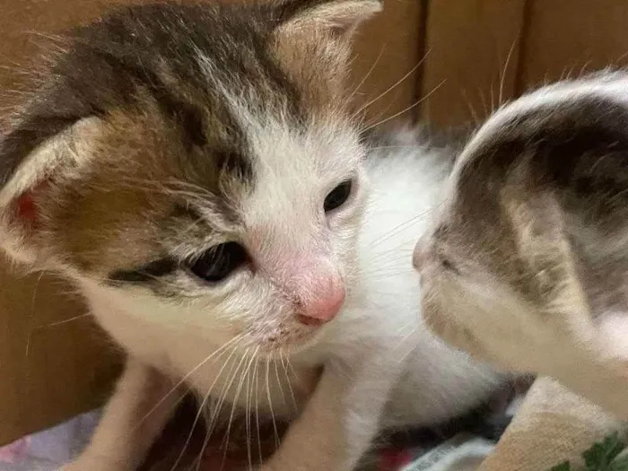 Gato raça SRD idade Abaixo de 2 meses nome Tider