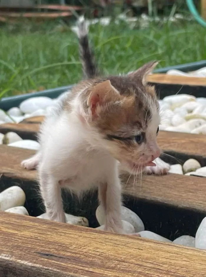 Gato raça SRD idade Abaixo de 2 meses nome Tider