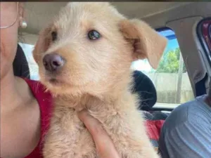 Cachorro raça Canina idade 2 a 6 meses nome Lindo