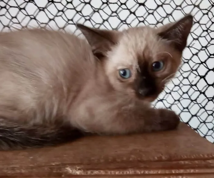 Gato ra a Srd idade Abaixo de 2 meses nome Claudinha