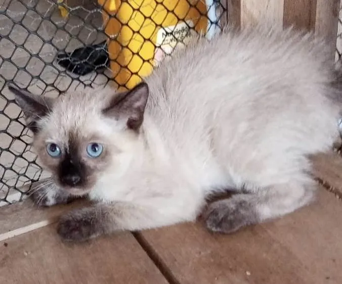 Gato ra a Srd idade Abaixo de 2 meses nome Claudinha