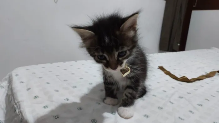 Gato raça SRD idade Abaixo de 2 meses nome BISCOITO