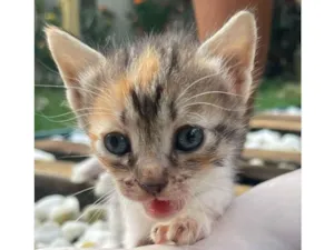 Gato raça SRD idade Abaixo de 2 meses nome Irma