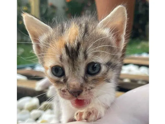 Gato ra a SRD idade Abaixo de 2 meses nome Irma