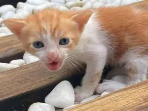 Gato raça SRD idade Abaixo de 2 meses nome Insta
