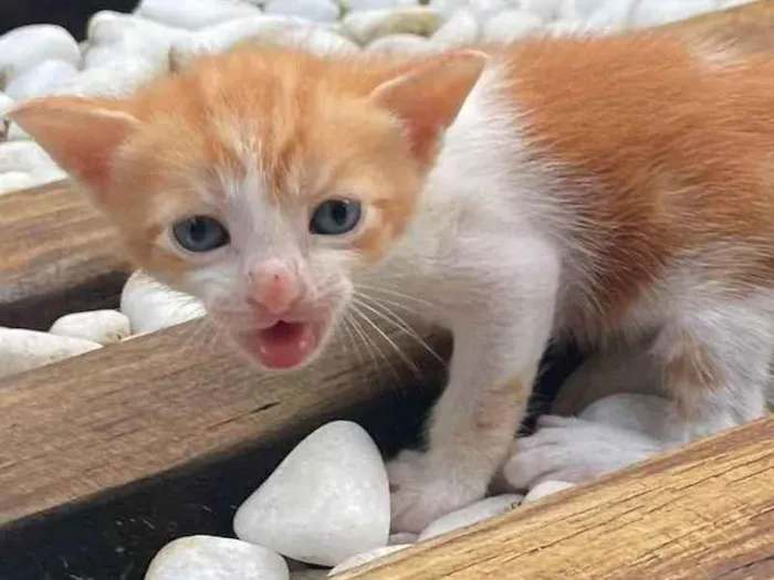 Gato raça SRD idade Abaixo de 2 meses nome Insta