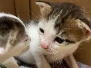 Gato raça SRD idade Abaixo de 2 meses nome Tider