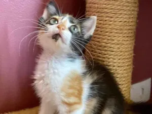 Gato raça Srd idade Abaixo de 2 meses nome Ana Joaquina 