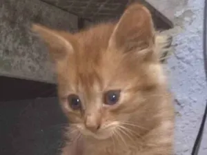 Gato raça Srd idade Abaixo de 2 meses nome Mariana 