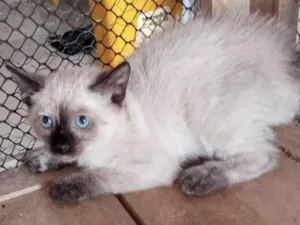 Gato raça Srd idade Abaixo de 2 meses nome Claudinha
