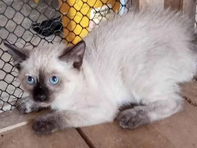 Gato ra a Srd idade Abaixo de 2 meses nome Claudinha