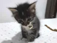BISCOITO