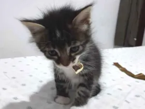 Gato raça SRD idade Abaixo de 2 meses nome BISCOITO