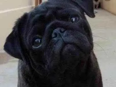 Cachorro raça Pug idade 2 anos nome Hércules 