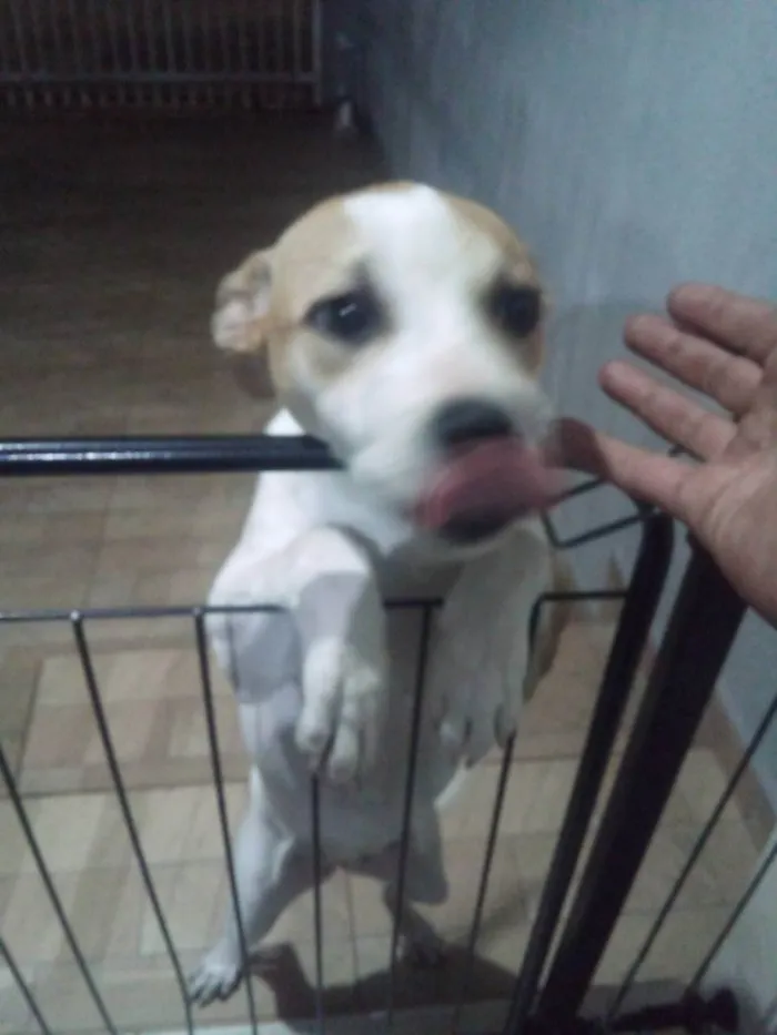 Cachorro ra a Srd idade 2 a 6 meses nome Chiquinha