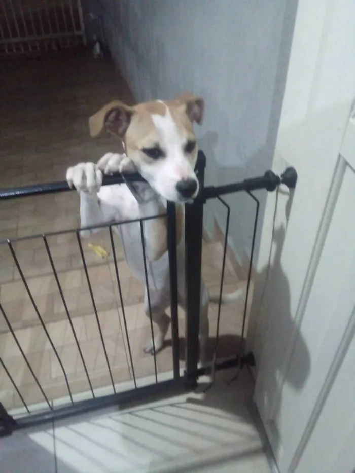 Cachorro ra a Srd idade 2 a 6 meses nome Chiquinha