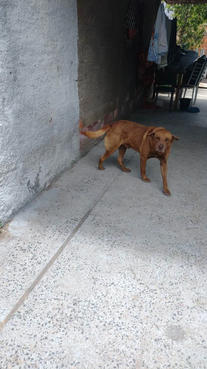 Cachorro ra a Labrador  idade 6 ou mais anos nome General