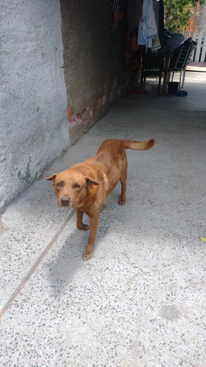 Cachorro ra a Labrador  idade 6 ou mais anos nome General