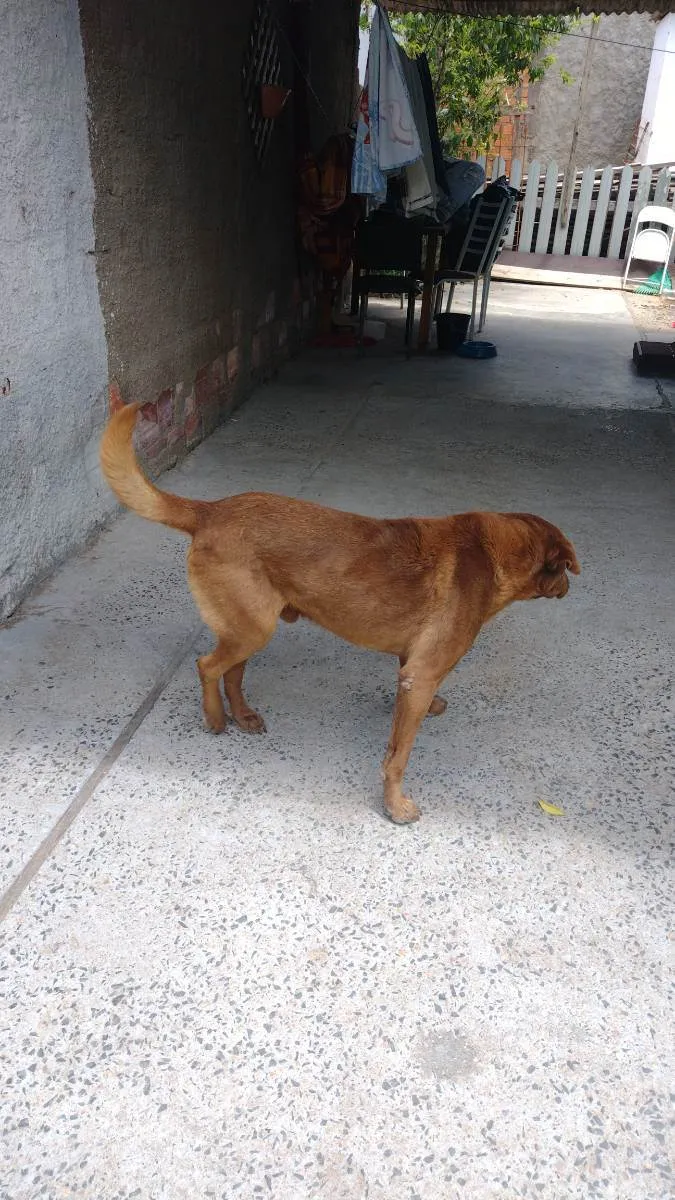 Cachorro ra a Labrador  idade 6 ou mais anos nome General