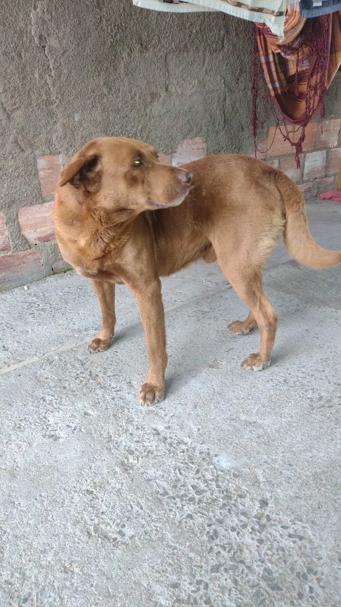 Cachorro ra a Labrador  idade 6 ou mais anos nome General