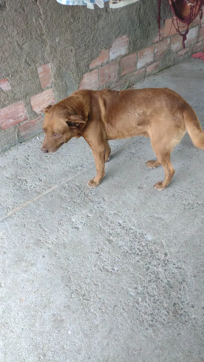 Cachorro ra a Labrador  idade 6 ou mais anos nome General